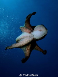 Dancin octopus II by Carlos Pérez 